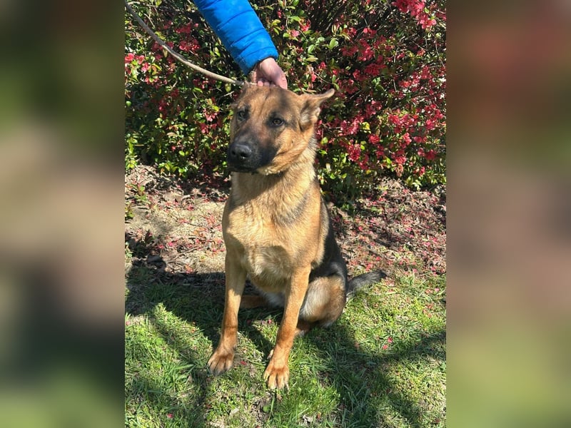 Sky, geboren 15.06.2025, 60cm sucht ihre Menschen