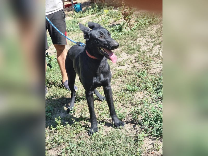 Lupin, geboren 01.12.2023, 60cm sucht seine Aufgabe