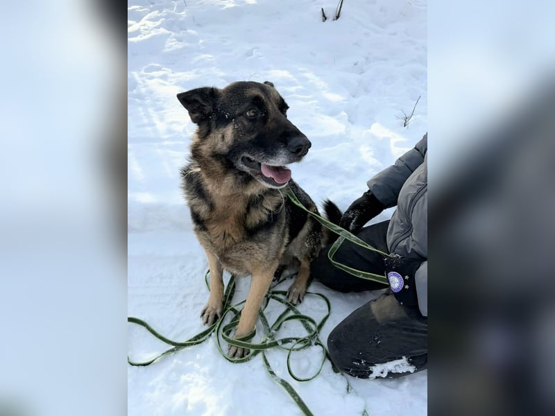 Jerry, geboren 2018, 57cm sucht Für-immer-Zuhause