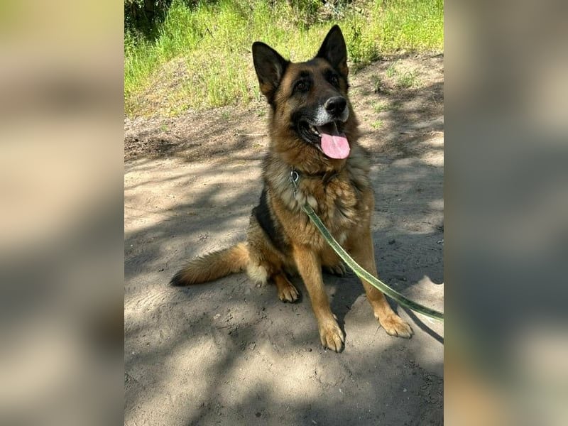 Rexi, ca. 4 Jahre, 60 cm, möchte sein Herz verschenken