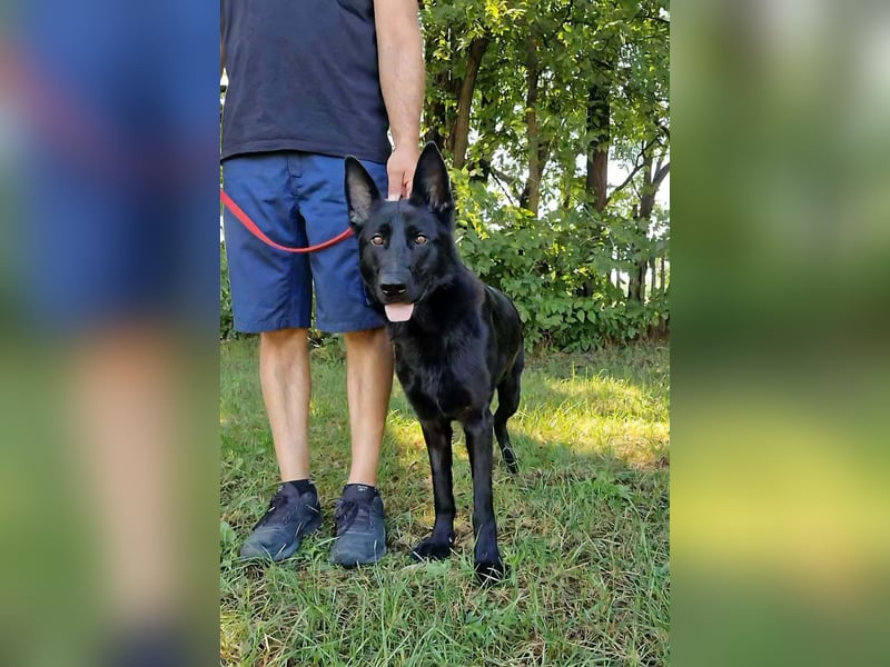 Nila, geboren 16.11.2024, 60cm sucht ihr Zuhause
