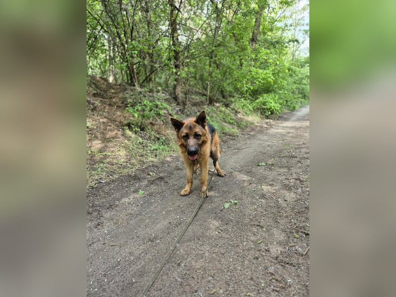 Zigi, geb. 15.03.2025, 60 cm, sucht seine Menschen