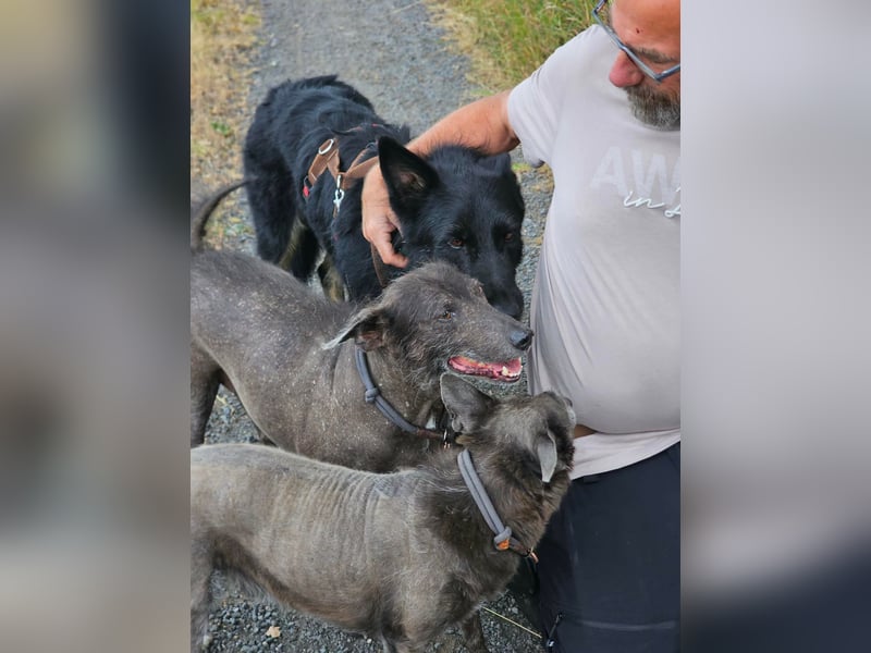 Onix, geboren 01.02.2019, 63cm sucht sein Happy End