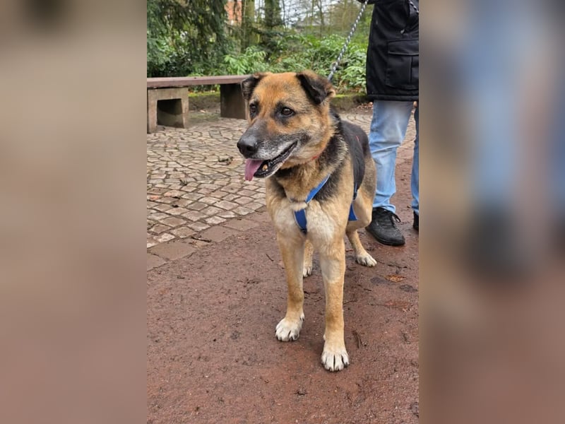 Helena, geboren 12.04.2016, 63cm sucht ihren Ruheplatz (Pflegestelle Deutschland)