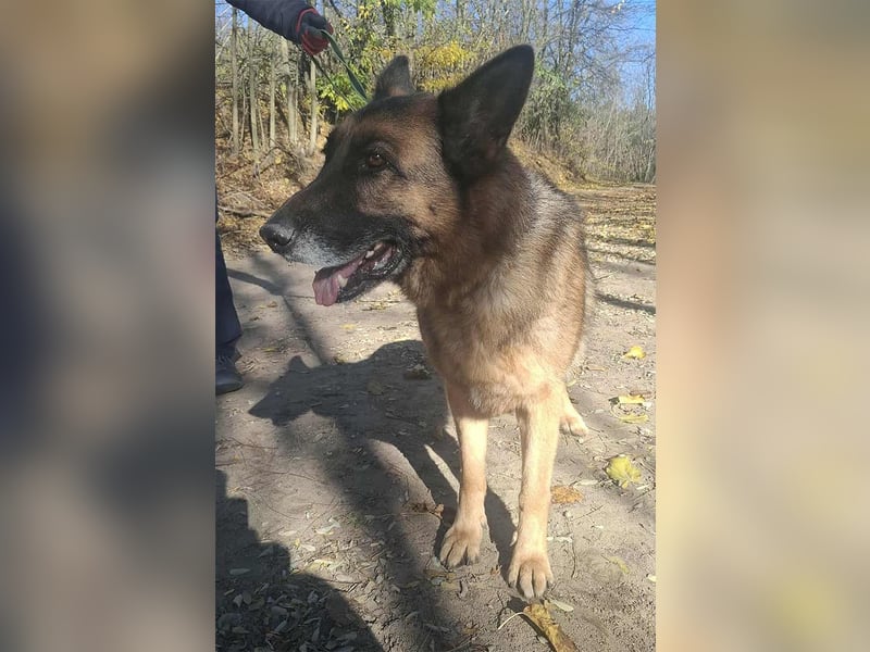 Rexi, 4 Jahre, 60cm sucht seine Menschen