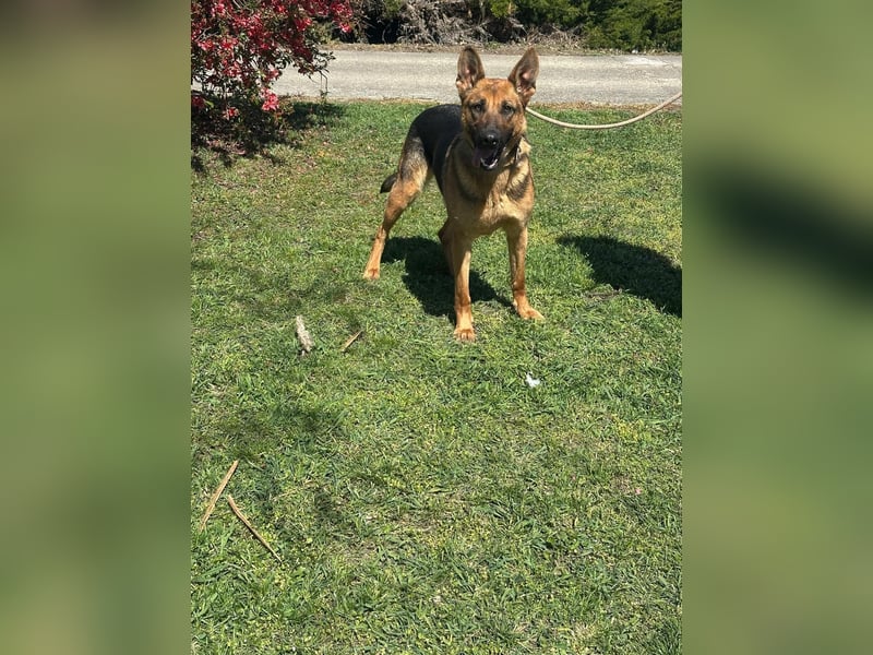 Sky, geboren 15.06.2025, 60cm sucht ihre Menschen