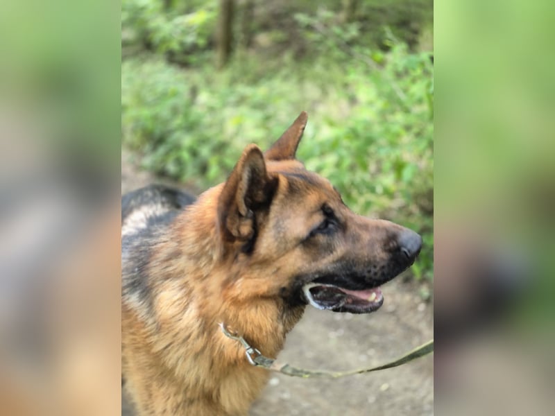 Zigi, geb. 15.03.2025, 60 cm, sucht seine Menschen