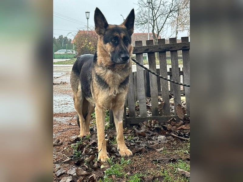 Freya, geboren 01.11.2023, 58cm sucht liebevolles Zuhause