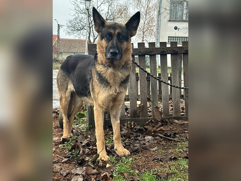 Freya, geboren 01.11.2023, 58cm sucht liebevolles Zuhause