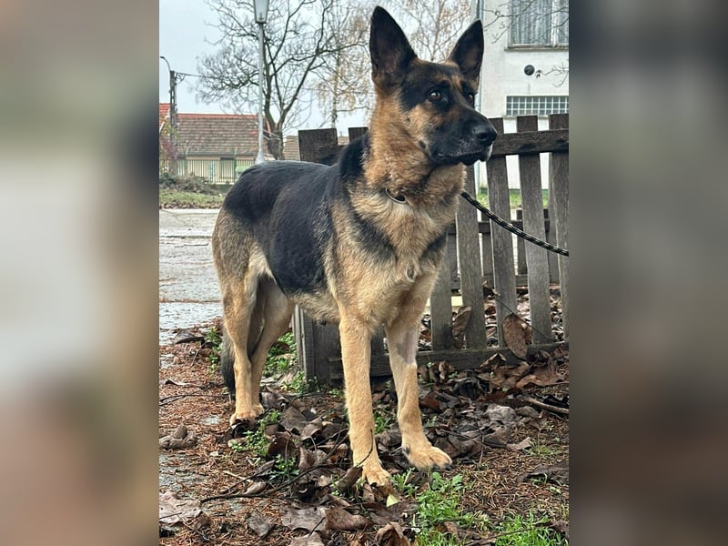 Freya, geboren 01.11.2023, 58cm sucht liebevolles Zuhause