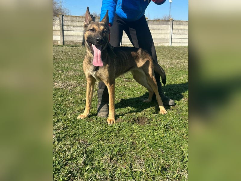 Zoya, geboren 09.10.2023, 63cm sucht ihre Menschen