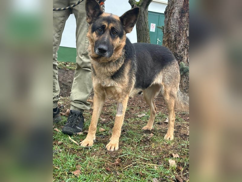 Freya, geboren 01.11.2023, 58cm sucht liebevolles Zuhause