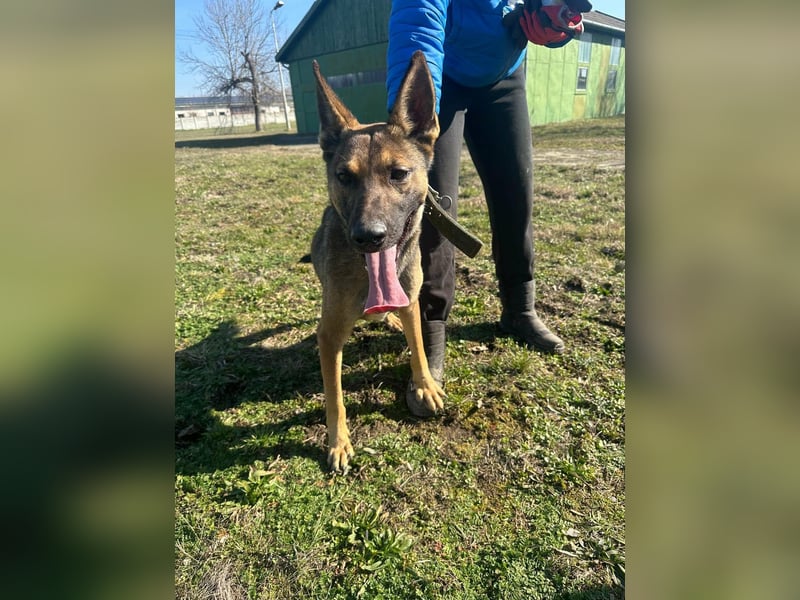 Zoya, geboren 09.10.2023, 63cm sucht ihre Menschen