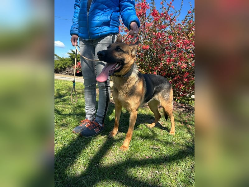 Sky, geboren 15.06.2025, 60cm sucht ihre Menschen