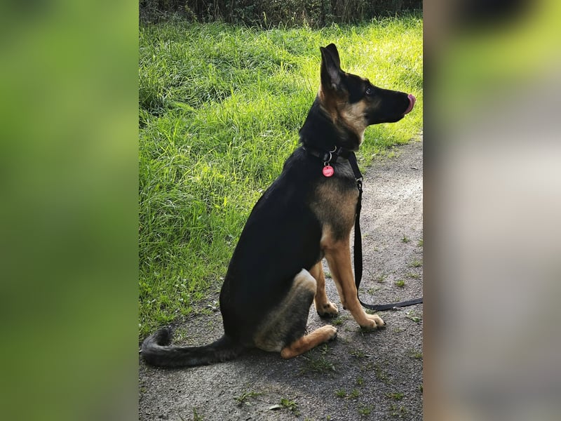 Ares, geboren 02.02.2026, 60cm sucht neues Zuhause