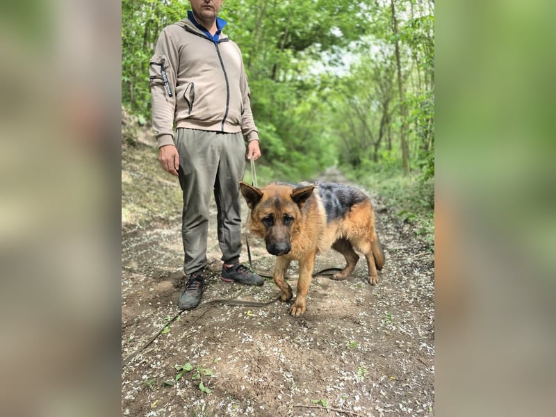 Zigi, geb. 15.03.2025, 60 cm, sucht seine Menschen