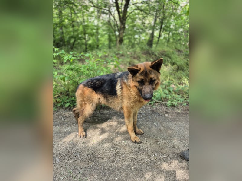 Zigi, geb. 15.03.2025, 60 cm, sucht seine Menschen