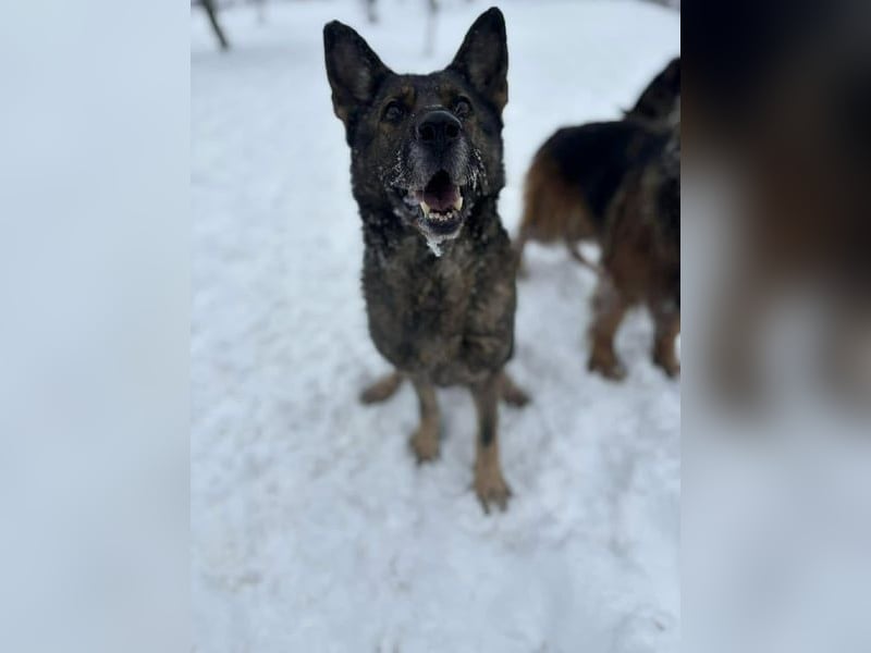 Dalma, 9 Jahre, 58 cm, wünscht sich ein eigenes Zuhause