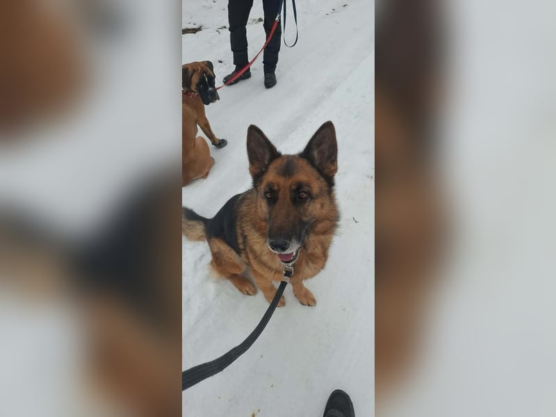 Rexi, 4 Jahre, 60cm sucht seine Menschen