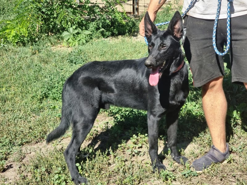 Lupin, geboren 01.12.2023, 60cm sucht seine Aufgabe