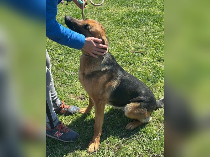 Sky, geboren 15.06.2025, 60cm sucht ihre Menschen