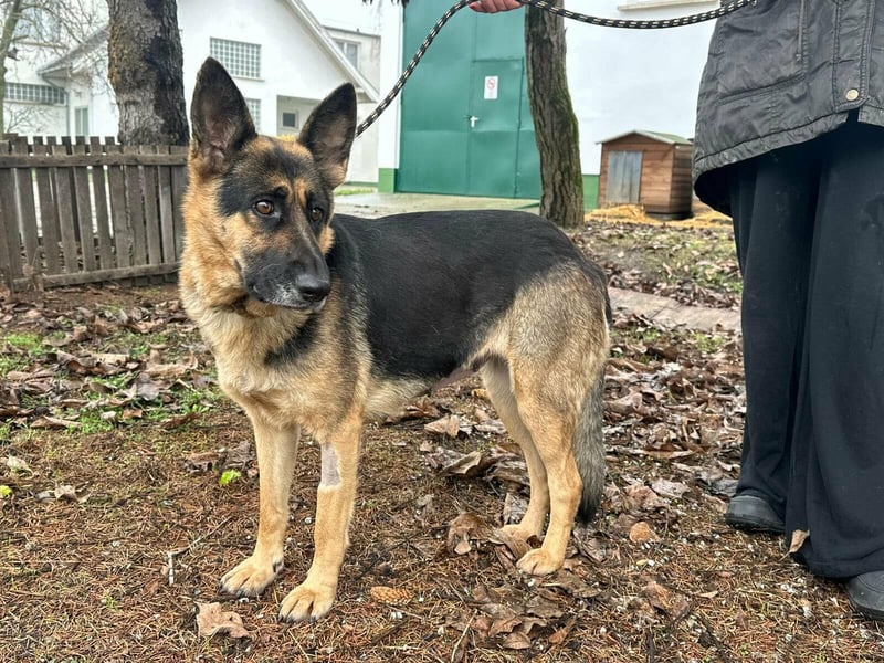 Freya, geboren 01.11.2023, 58cm sucht liebevolles Zuhause