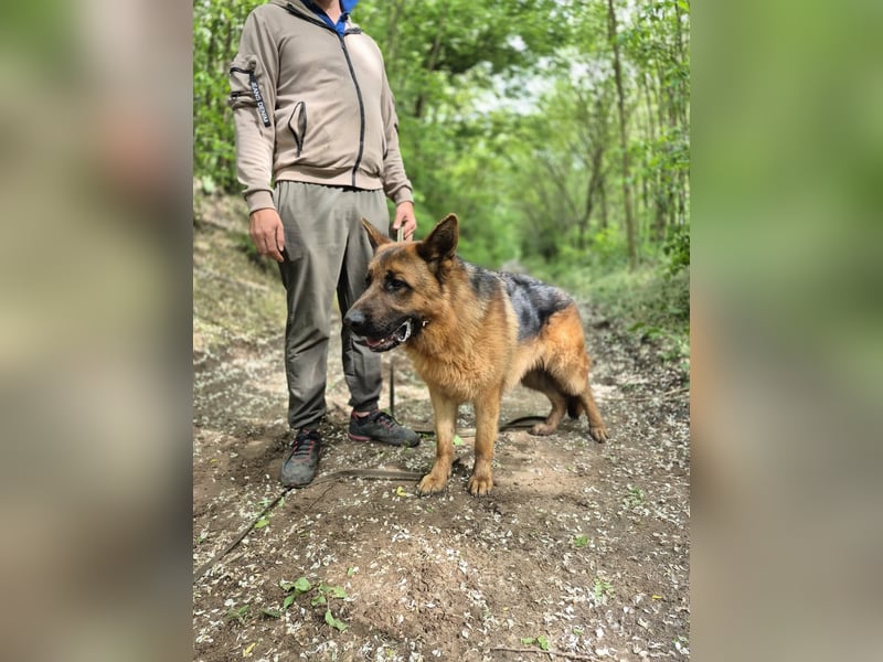 Zigi, geb. 15.03.2025, 60 cm, sucht seine Menschen