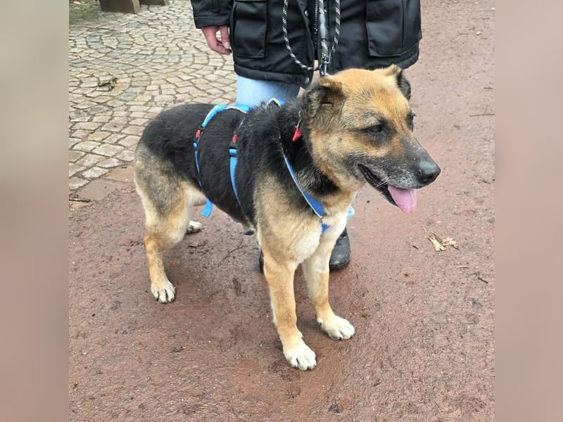 Helena, geboren 12.04.2016, 63cm sucht ihren Ruheplatz (Pflegestelle Deutschland)