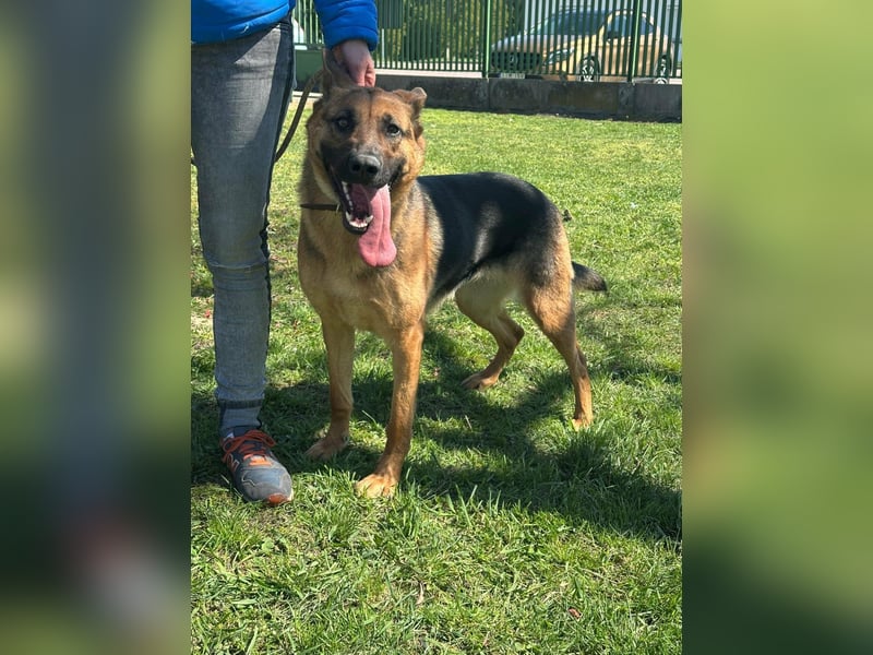 Sky, geboren 15.06.2025, 60cm sucht ihre Menschen