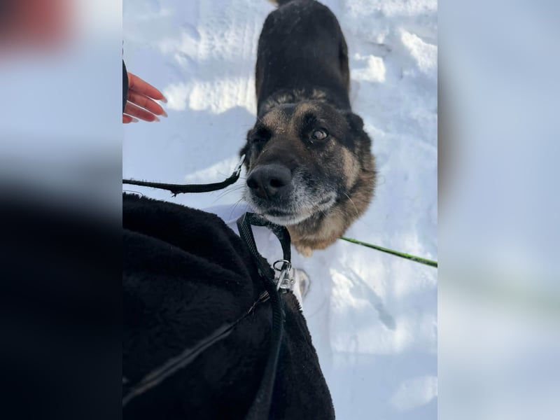 Jerry, geboren 2018, 57cm sucht Für-immer-Zuhause