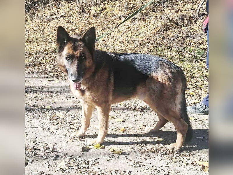 Rexi, geb. 03.2022, 60 cm, sucht seine Wegbegleiter