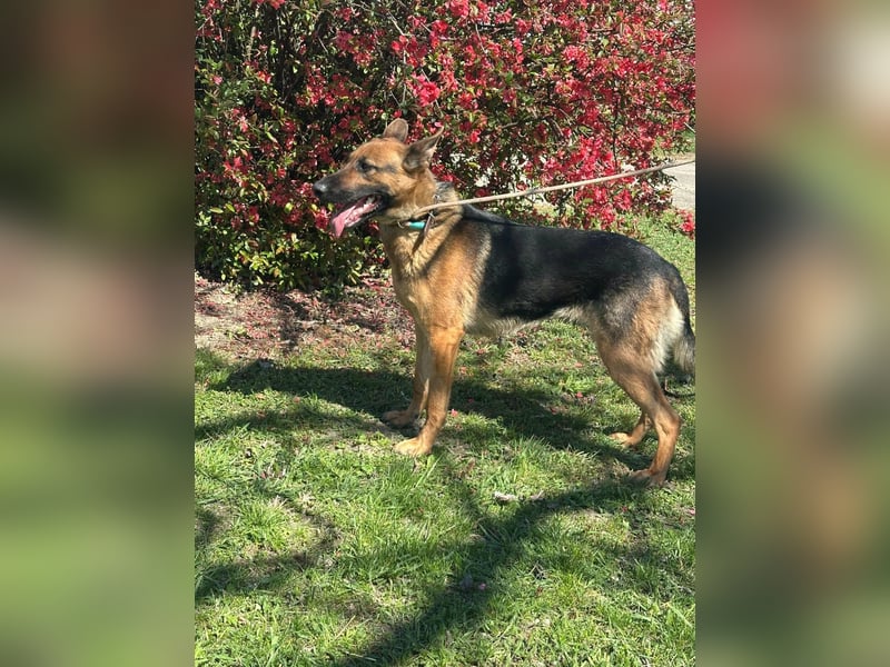 Sky, geboren 15.06.2025, 60cm sucht ihre Menschen