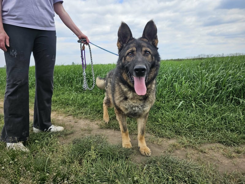 Zeus, geboren 16.12.2019, 58cm sucht sein für immer Zuhause