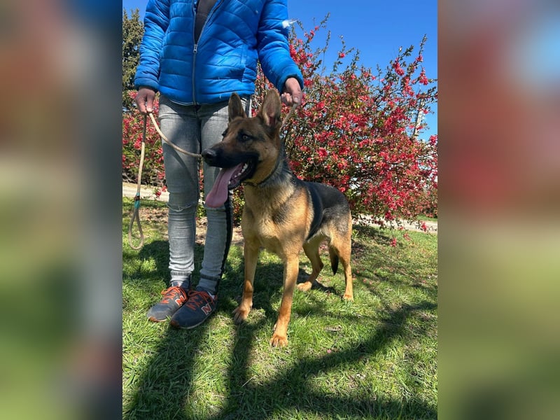 Sky, geboren 15.06.2025, 60cm sucht ihre Menschen