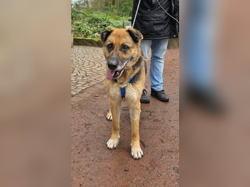 Helena, geboren 12.04.2016, 63cm sucht ihren Ruheplatz (Pflegestelle Deutschland)