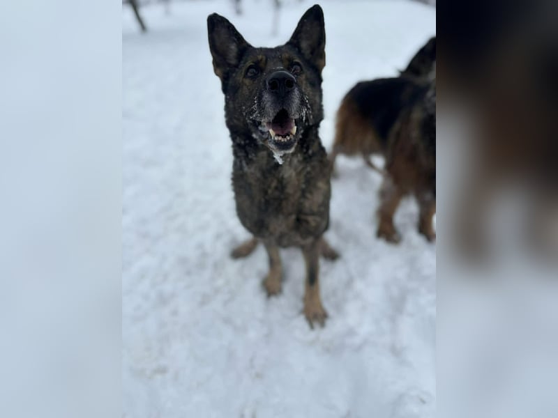 Dalma, 9 Jahre, 58 cm, wünscht sich ein eigenes Zuhause