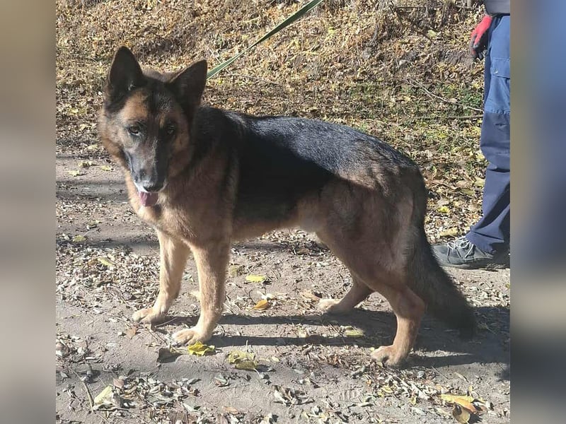 Rexi, 4 Jahre, 60cm sucht seine Menschen