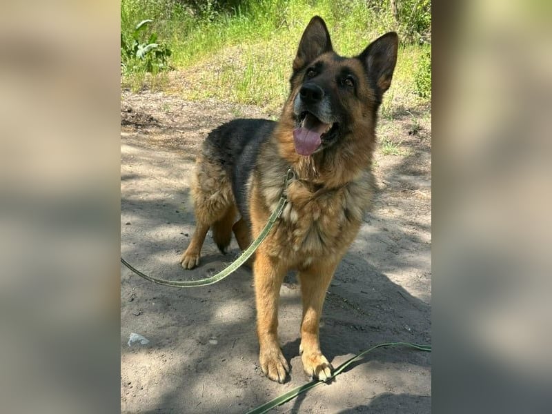 Rexi, ca. 4 Jahre, 60 cm, möchte sein Herz verschenken
