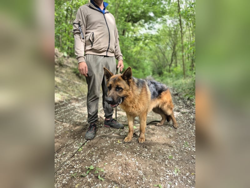 Zigi, geb. 15.03.2025, 60 cm, sucht seine Menschen