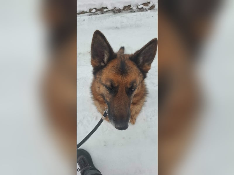 Rexi, 4 Jahre, 60cm sucht seine Menschen