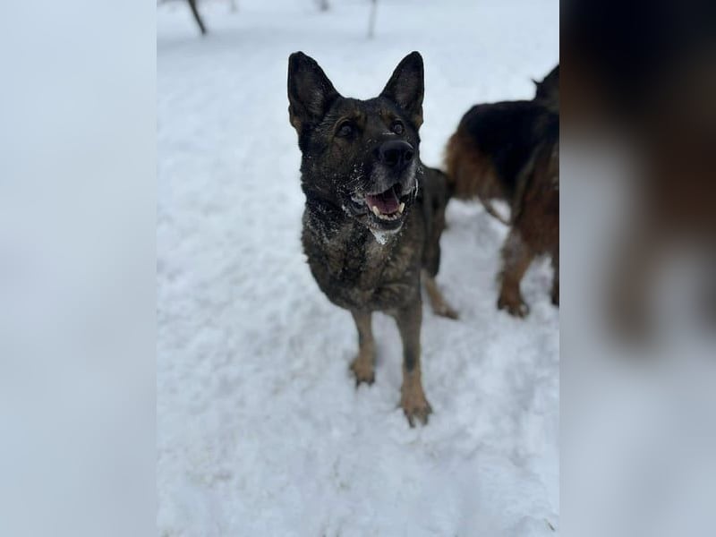 Dalma, 9 Jahre, 58 cm, wünscht sich ein eigenes Zuhause