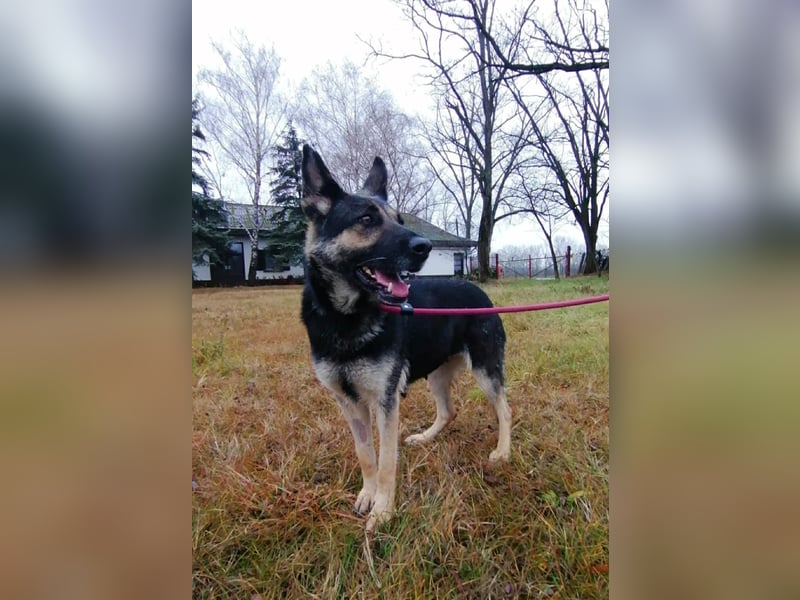 Dezi, geboren 01.03.2023, 63cm sucht ihr Zuhause