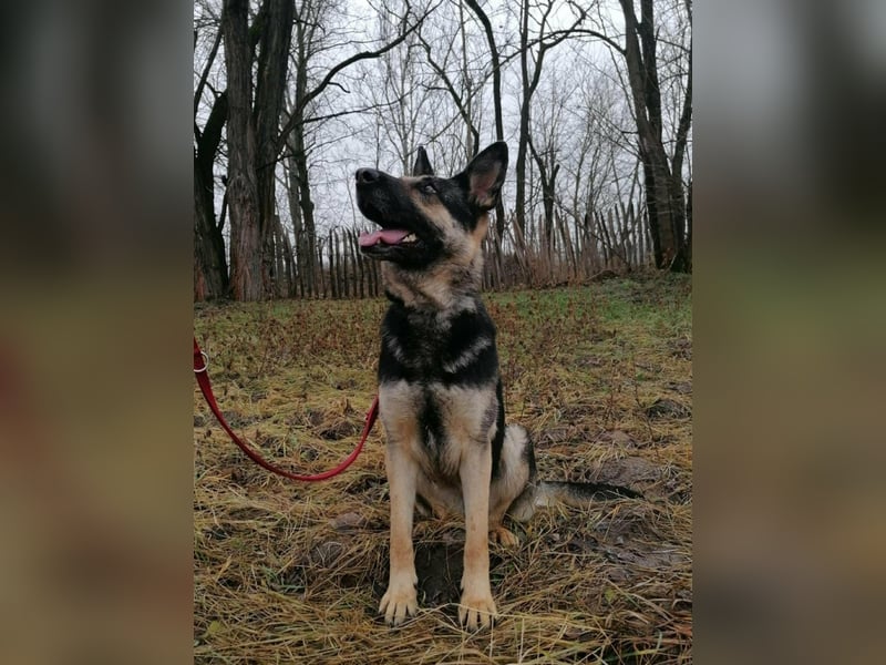 Dezi, geboren 01.03.2023, 63cm sucht ihr Zuhause