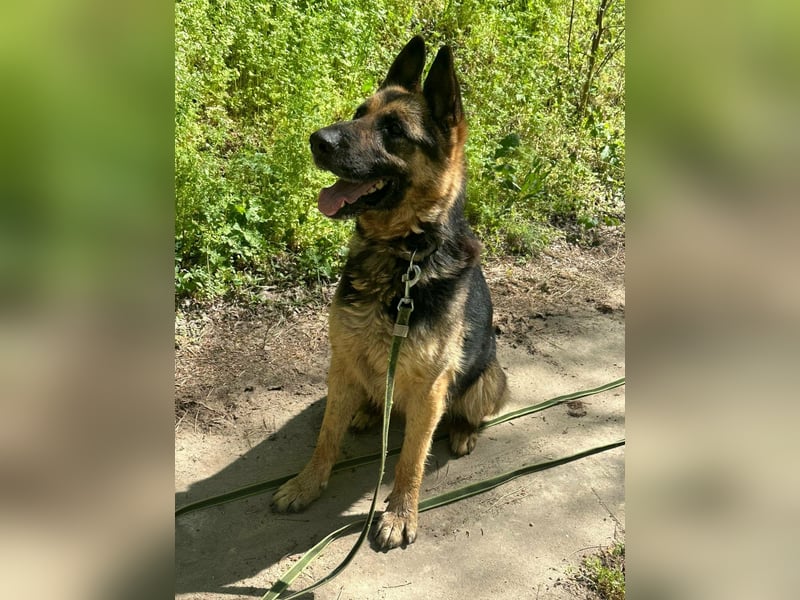 Ciklon, geb. 2022, sucht erfahrenes zu Hause