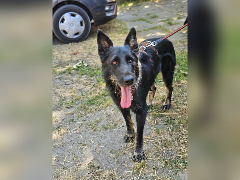 Onix, geboren 01.02.2019, 63cm sucht sein Happy End
