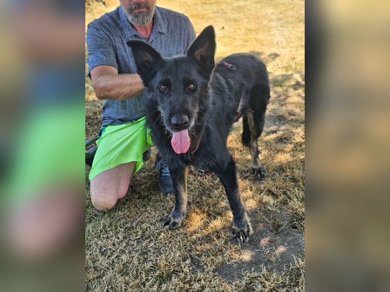 Onix, geboren 01.02.2019, 63cm sucht sein Happy End