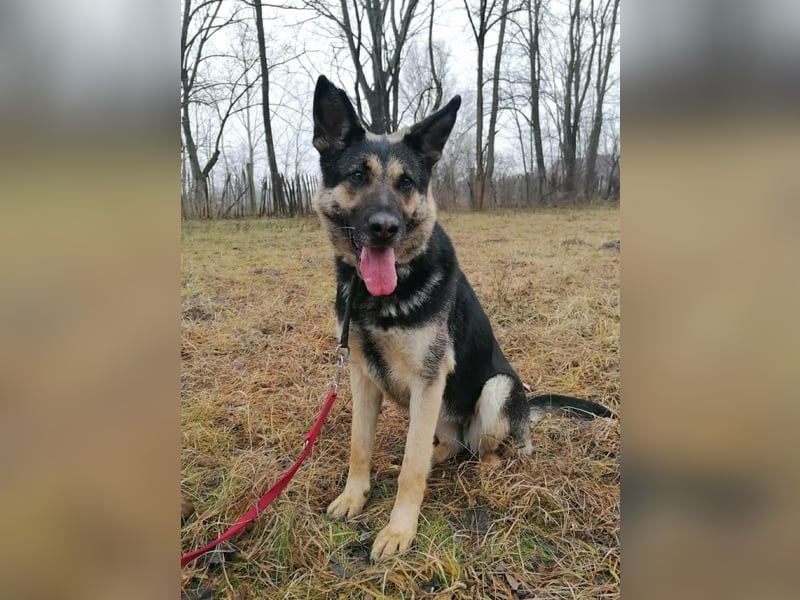 Dezi, geboren 01.03.2023, 63cm sucht ihr Zuhause