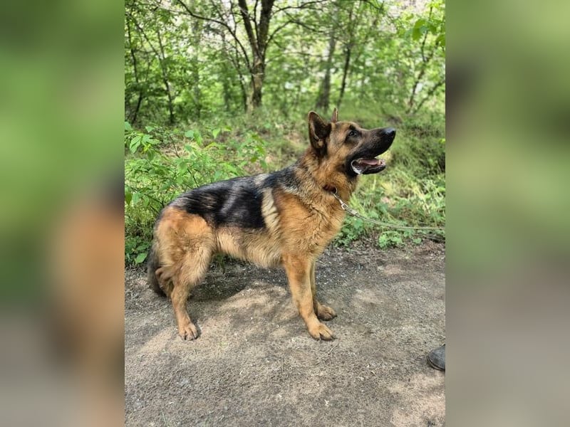 Zigi, geb. 15.03.2025, 60 cm, sucht seine Menschen