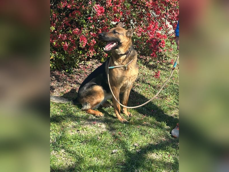 Sky, geboren 15.06.2025, 60cm sucht ihre Menschen