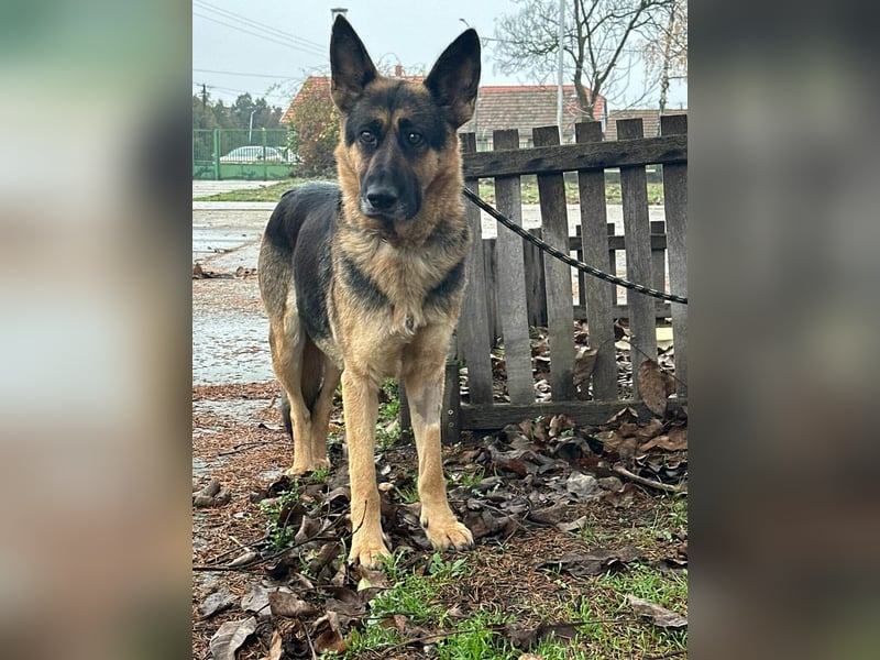 Freya, geboren 01.11.2023, 58cm sucht liebevolles Zuhause